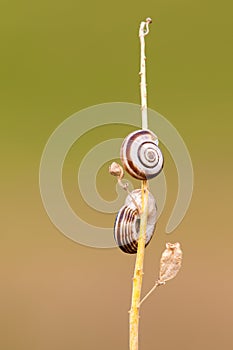 Two slugs on a dry stalk of grass with leaves -closeup