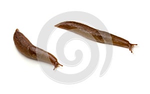Two Slugs Isolated