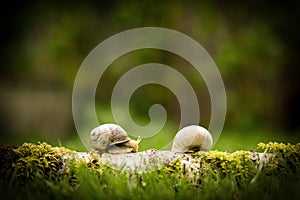 Two slugs meet on a wooden branch, nature and animals, couple of animals in the wood, forest fauna