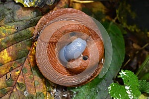 Two slugs and one egg