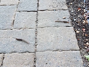 Two slugs or snails crawling on stone tiles
