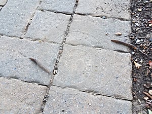 Two slugs or snails crawling on stone tiles