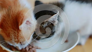 Two Small Adorable Kittens Eating Healthy Cat Food From a Saucer