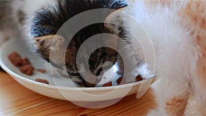 Two Small Adorable Kittens Eating Healthy Cat Food From a Saucer