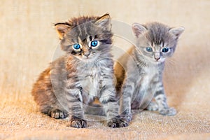 Two small attractive kittens with a trusting look_