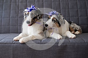 Two Small Australian blue merle shepherd puppy dog ribbon bow on head. Happy birthday
