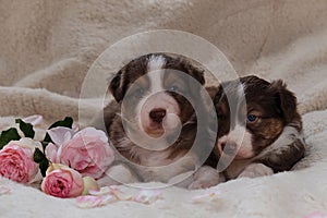 Two small Australian Shepherd puppies red tricolor on white fluffy soft blanket next to pink roses. Beautiful aussie dogs for