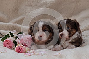 Two small Australian Shepherd puppies red tricolor on white fluffy soft blanket next to pink roses. Beautiful aussie dogs for
