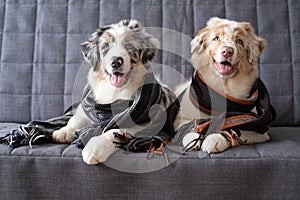 Two Small Australian shepherd puppy dog wearing striped scarf