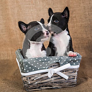 Two small babies Basenji puppies dogs are kissing