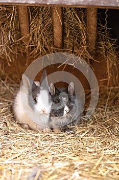 Two small baby bunnys sitting together in the stable.
