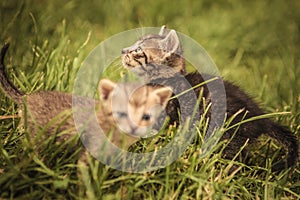 Two small baby cats in the grass