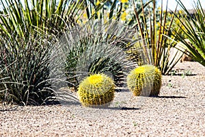 Two Small Barrel Cactus With Barbs