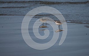 Two small beach plover birds along Dutch coast