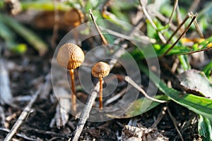 Two small beautiful fairytale orange toadstools among dried and green plants in the autumn forest in the rays of the setting sun