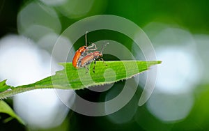 Two small beetles mating on a leaf