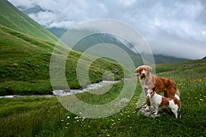 Two dogs stand near water. Mountain river. landscape with a pet photo