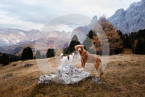 Two dogs in travel. autumn Mountain view. landscape with a pet photo