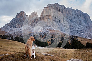 Two dogs in travel. autumn Mountain view. landscape with a pet photo