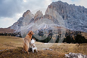 Two dogs in travel. autumn Mountain view. landscape with a pet photo