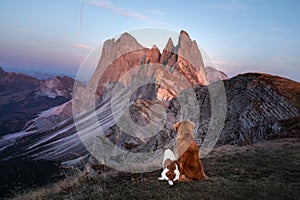 Two dogs in travel. Mountain view. landscape with a pet photo