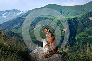 two dogs in travel. Mountain view. landscape with a pet photo