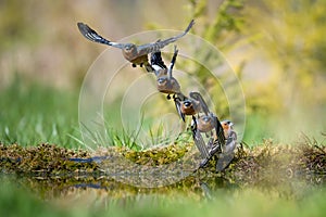two small birds fighting with one another in the grass near a body of water
