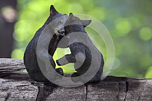 Two small black bears playing together and sitting on a tree branch