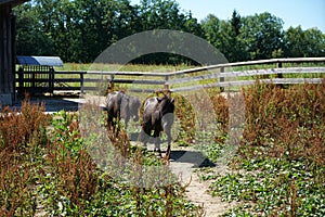 Two small black horses in a ranch