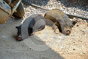 Two sleeping piglets