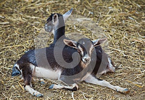 Two small, black and white color goatling lying on the floor