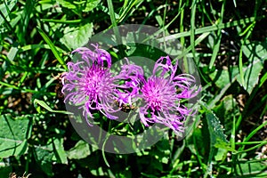 Two small blue flowers of Centaurea montana, commonly known as perennial cornflower, mountain cornflower, bachelor's button,