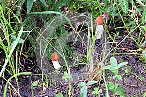 Two small boletus edulis mushrooms in the forest grass near small fur tree in the summer closeup