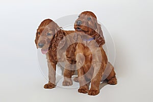 Two small brown adorable Irish setter puppies. photo shoot in the studio on a white background