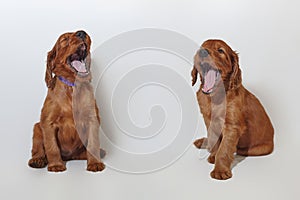 Two small brown adorable Irish Setter puppies yawn. photo shoot in the studio on a white background