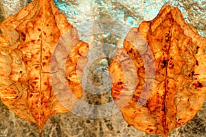 Two small brown dried leaves are preserved within a clear block of resin.