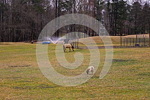 Two small brown horses grazing on green and yellow grass on the farm surrounded by bare winter trees and a sprinkler with blue sky