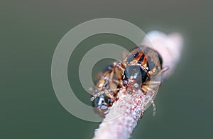 Two small bugs on a plant shot with 2x magnification lens.