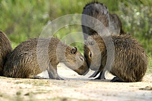 Two small capybaras play in the sun. Argentina