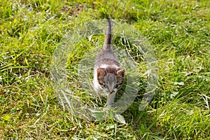 Cute kitten playing in the garden