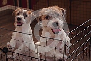 Two small charming puppies of a rough-coated Jack Russell Terrier.