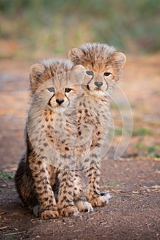 Two small Cheetah cubs sitting up alert South Africa