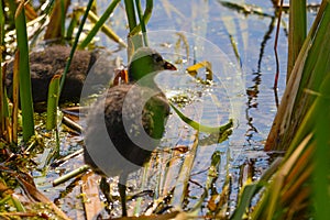 Two small chicken coot bathes in the middle of the sunny day