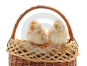 Two small chickens in the basket.