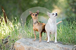 Two small chihuahua dogs standing on a rock