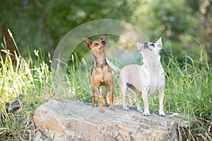 Two small chihuahua dogs standing on a rock