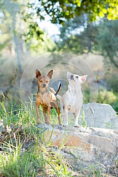 Two small chihuahua dogs standing on a rock