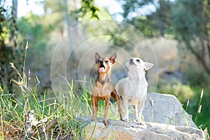 Two small chihuahua dogs standing on a rock