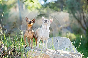 Two small chihuahua dogs standing on a rock