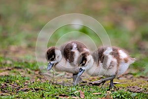 two small and cute fledglings of egyptian geese